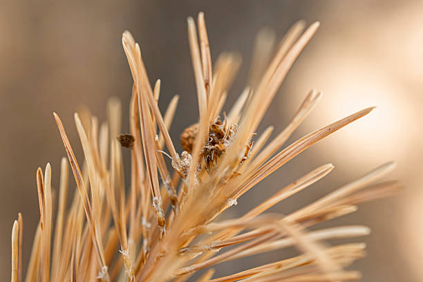 Macro view of coniferous needles pine or fir arranged in a spiral pattern around the stem, captured in soft natural light. The bluish-green tones and blurred background evoke the textures and atmosphere of European mixed forests. Suitable as a nature background or botanical texture for themes of sustainability, forest ecology, and seasonal environments.