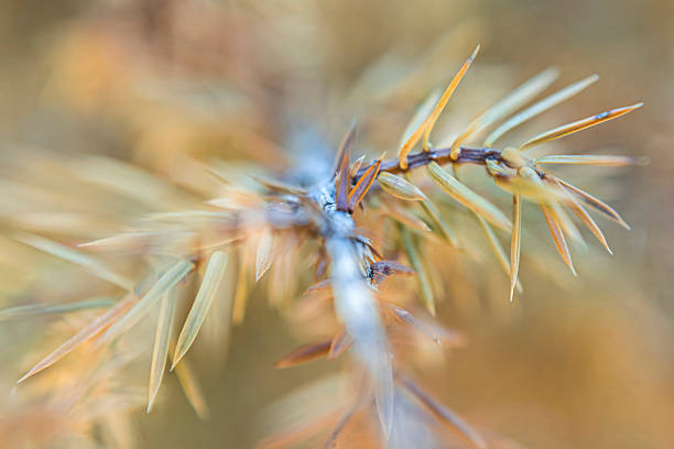 Macro view of coniferous needles pine or fir arranged in a spiral pattern around the stem, captured in soft natural light. The bluish-green tones and blurred background evoke the textures and atmosphere of European mixed forests. Suitable as a nature background or botanical texture for themes of sustainability, forest ecology, and seasonal environments.