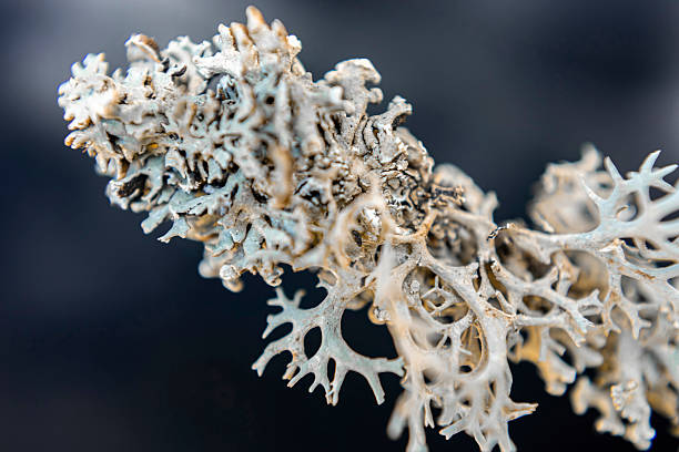 istock Close-Up of Lichen Structure in Forest Environment 2237526802