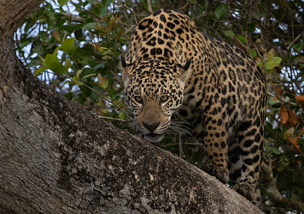 istock Jaguar in the Pantanal, Brazil 2237527031