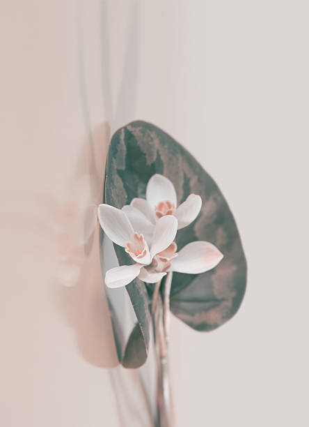 Spring white snowdrop flower on light beige background. Soft focus.Pastel color tone.