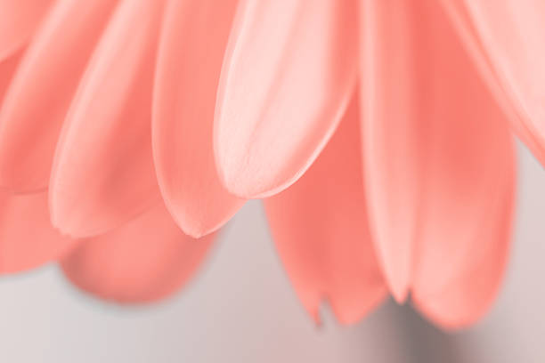 Soft focus blur pink beige  Flower petal. Nature horizontal background.