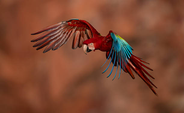 istock Red and Green Macaw in Brazil 2237527147