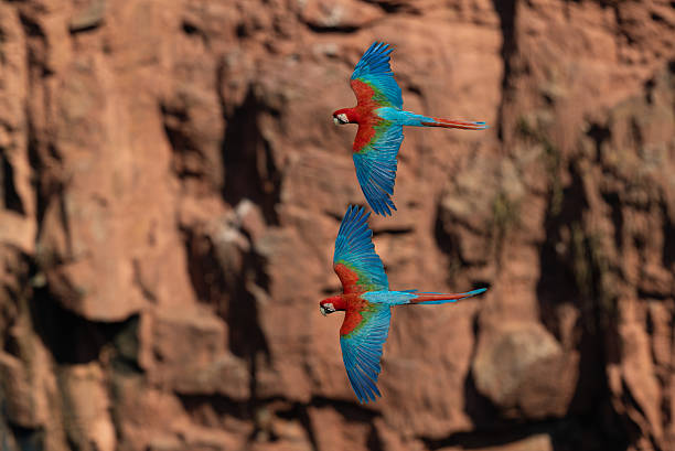 istock Red and Green Macaw in Brazil 2237527186