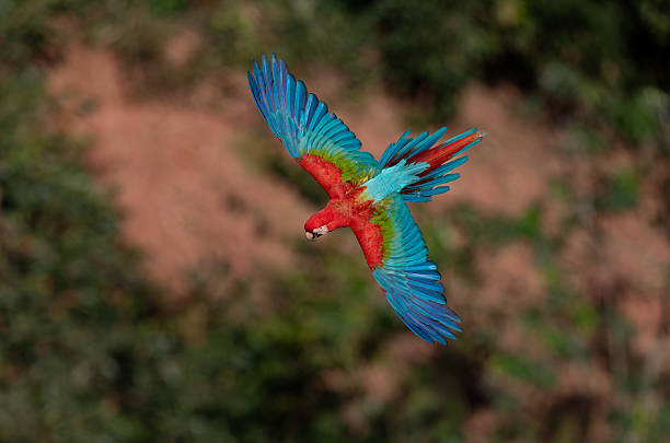 istock Red and Green Macaw in Brazil 2237527188