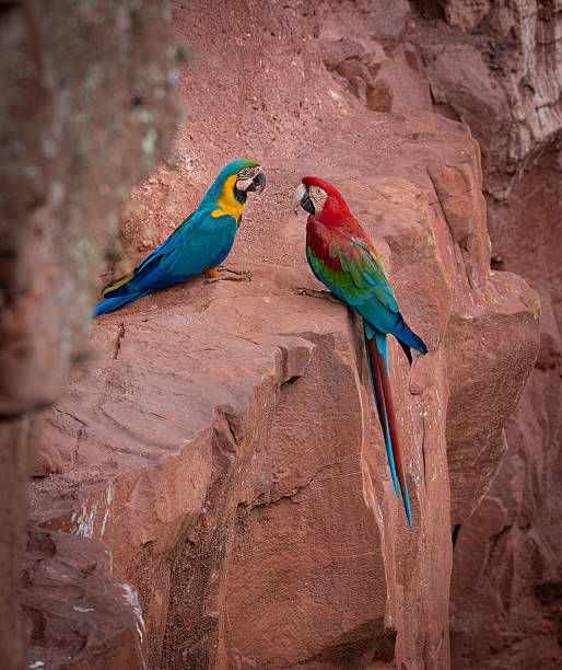 istock Red and Green Macaw in Brazil 2237527208