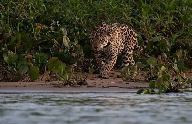 istock Jaguar in the Pantanal, Brazil 2237527402