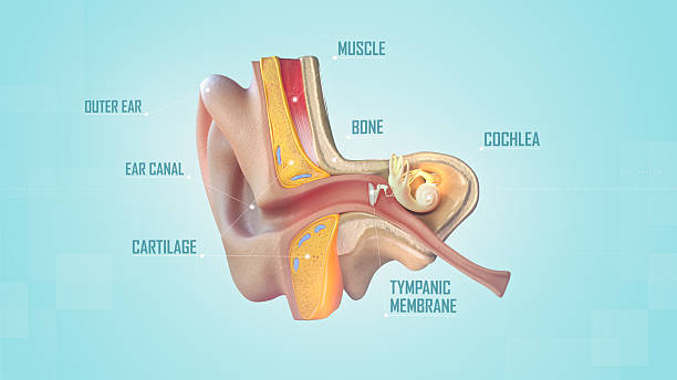 istock Detailed Description Of The Human Ear 2237527431