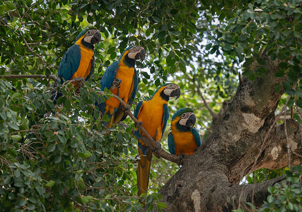 istock Blue and Yellow Macaw in Brazil 2237527480