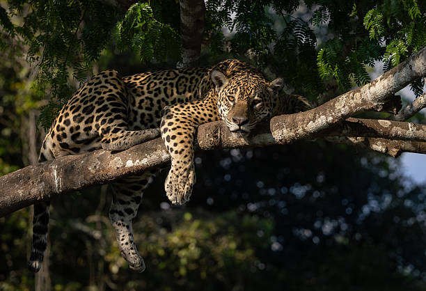 istock Jaguar in the Pantanal, Brazil 2237527481