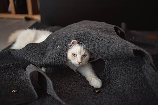 istock White cat peeking from felt cat cave tunnel 2237529361