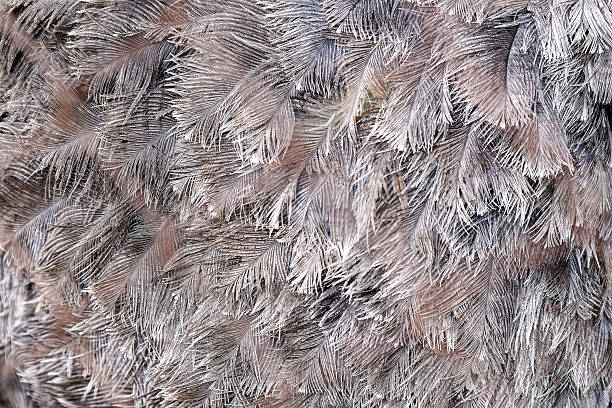 istock Close-Up Of Feathers With Intricate Pattern And Soft Neutral Tones For Textures And Delicate Details In Cold Light Photography 2237530787
