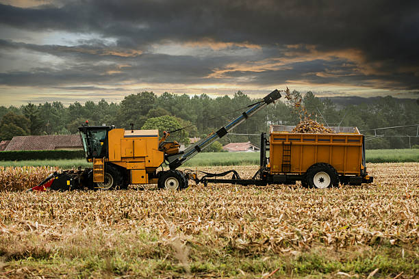 Combine harvester harvesting corncobs.