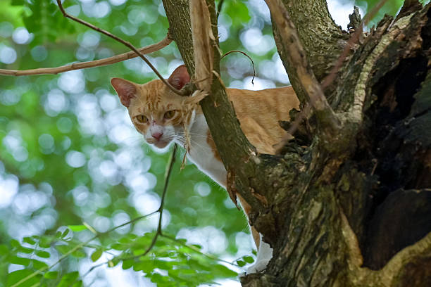 Wild cats stalk prey in trees
