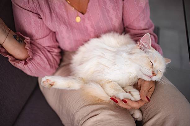 istock Woman holding fluffy white cat sleeping peacefully on lap 2237532302