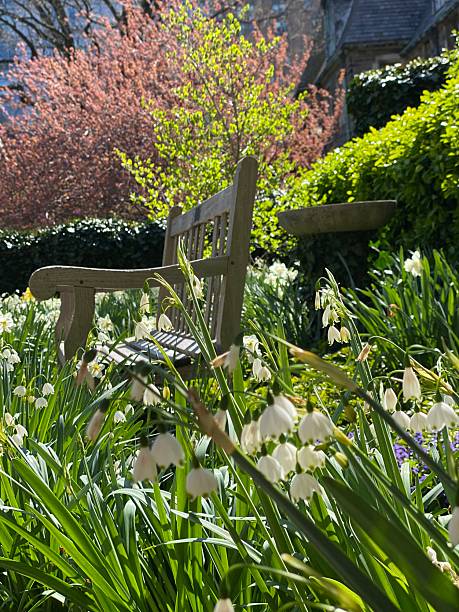 Sunny garden scene with a wooden bench, spring flowers, and lush greenery. Peaceful outdoor setting.