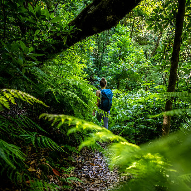 istock A hiker carrying a backpack follows a green, fern-covered jungle path. This rainforest is located in São Vicente on the Portuguese island of Madeira. 2237534239