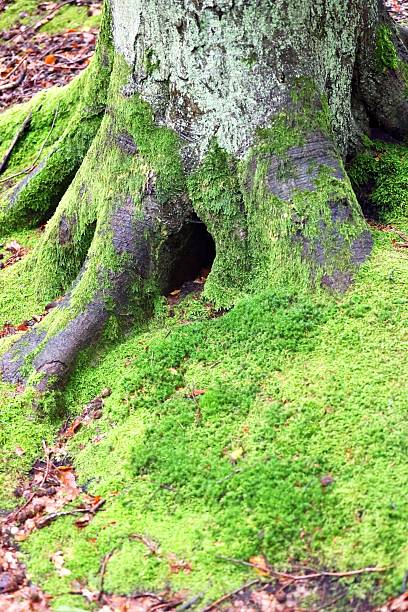 istock Detailed Look of Mossy Tree Base with Hollow 2237534725