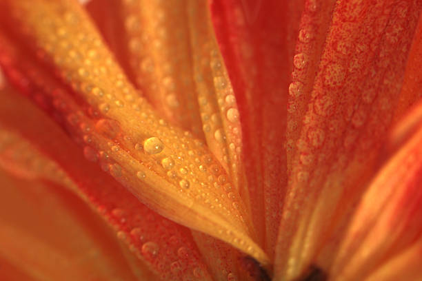 Smoke selective soft focus flower petal, leaf with water drops. Nature macro blur red, orange, yellow neutral background.