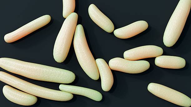 istock A 3d rendering of Komagataeibacter hansenii 2237535783
