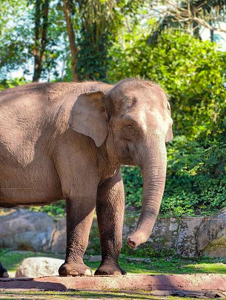 istock Majestic Elephant Standing in Lush Green Forest Habitat. 2237536401