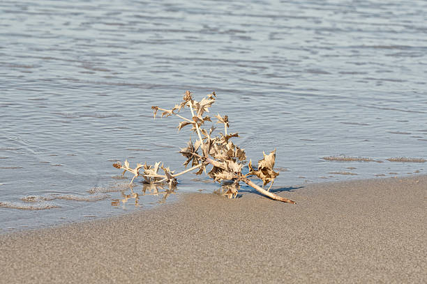 The coast of the North Sea. A lone dry twig resting at the surf line