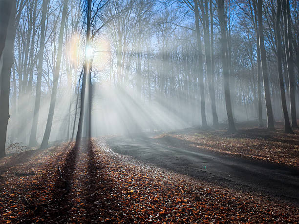 Sun rays pierce through the misty autumn forest near Farkas-nyaki junction in the Bükk Mountains. Light beams illuminate the leaf-covered ground and the quiet woodland path.