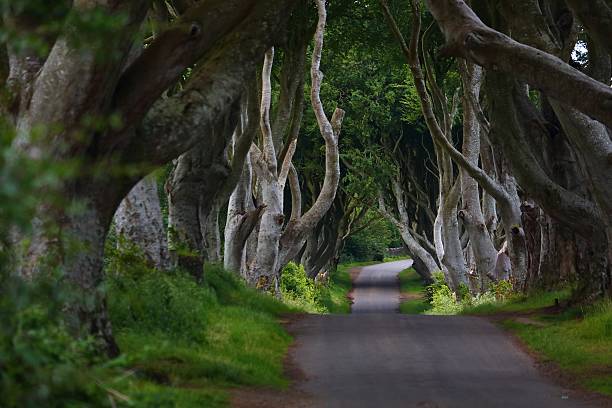 istock Northern Ireland - The Dark Hedges 2237539427