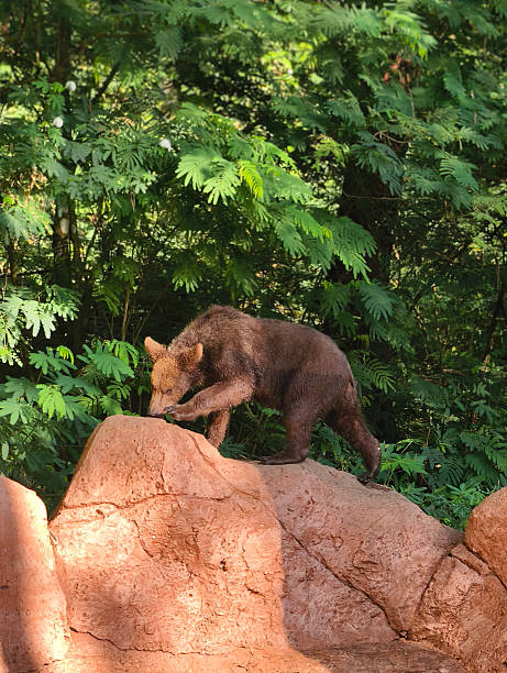 A brown bear is captured in its natural habitat, foraging for food on a large, reddish-brown rock formation, surrounded by dense, vibrant green foliage.