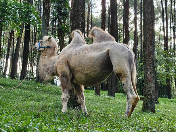 istock Majestic Camel Standing in a Lush Forest Clearing. 2237539973