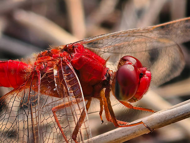 Extreme close-up of a bright red dragonfly with intricate wing details perched on a dry stem.