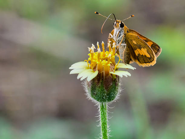 istock Small Skipper Butterfly on a Wildflower. 2237540456