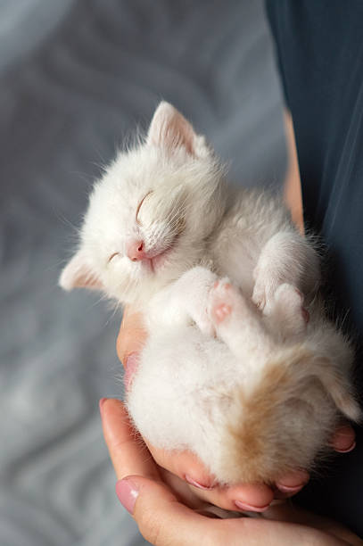 istock Adorable white kitten sleeping peacefully in hands. National Cat Lady Day 2237541450