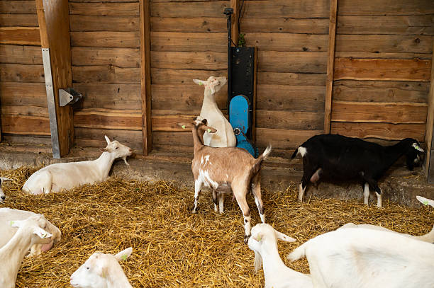 Cute head of a white baby goat with long ears looking straight into the camera inside his pen with hay and a gray wooden background.