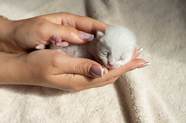 istock Gentle hands cradling newborn kitten on a soft blanket 2237541479