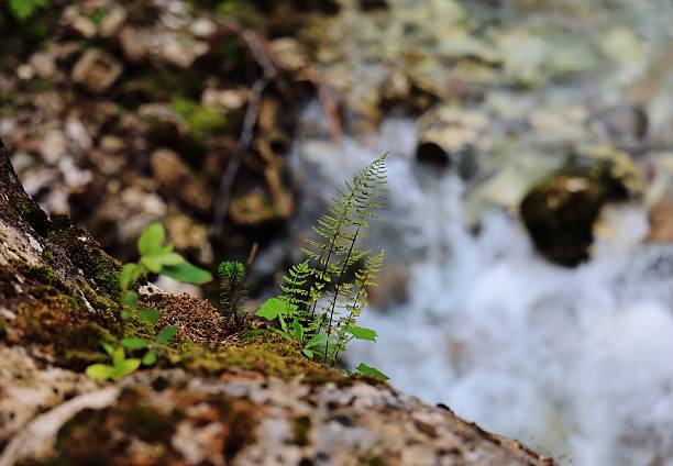 Young fern sprout by a small river on a spring day