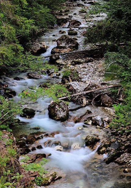 River with wonderful springtime landscape in mountains. Wild river waterfall in Romanian mountain forest.