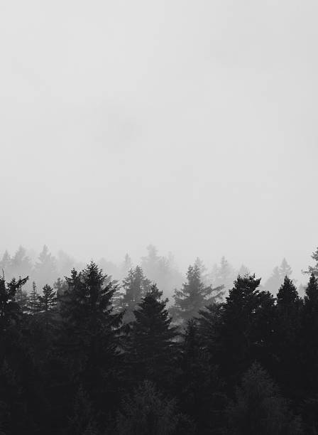 istock Moody Foggy Forest in Black and White 2237541907