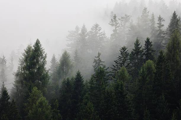 istock Misty forest landscape with tall evergreens. 2237541908