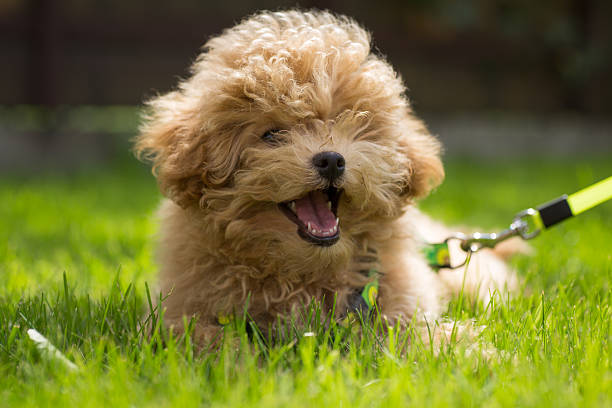 istock A small dog resting on a green lawn 2237542038