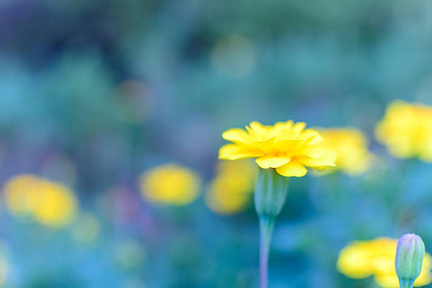 A close-up of a yellow cosmos flower standing gracefully against a soft blue-toned background, creating a serene atmosphere.