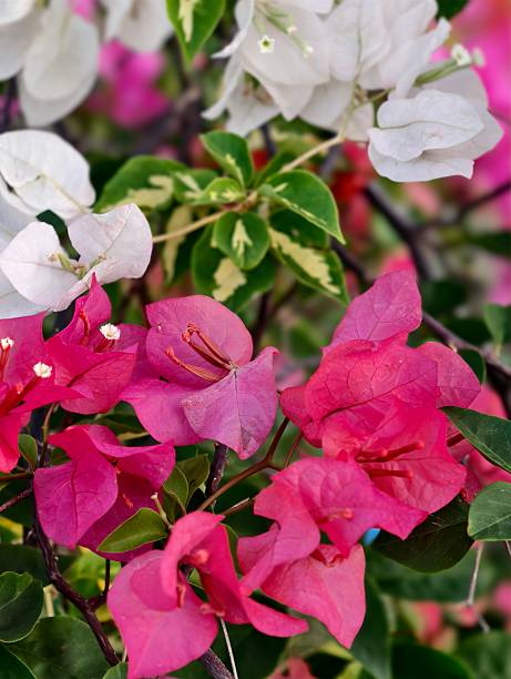 istock Vibrant Bougainvillea Flowers in Full Bloom. 2237542148