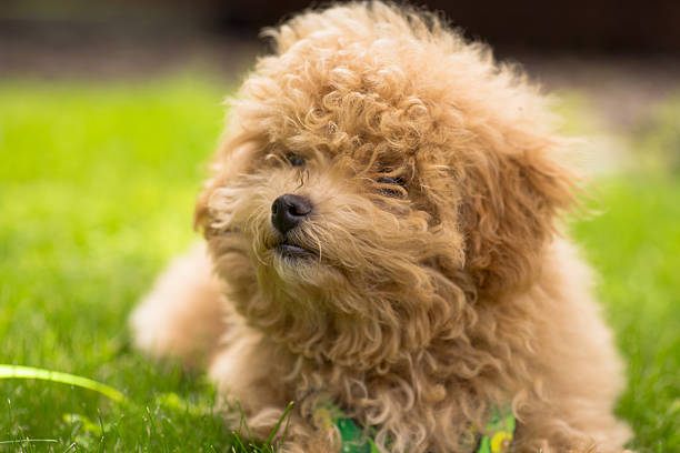istock Maltipoo puppy on a walk on a sunny day 2237542149