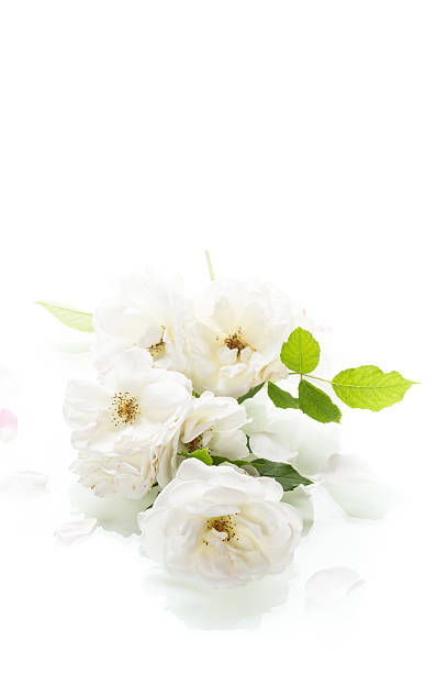 istock Close-up snow-white rose with water drops 2237542211