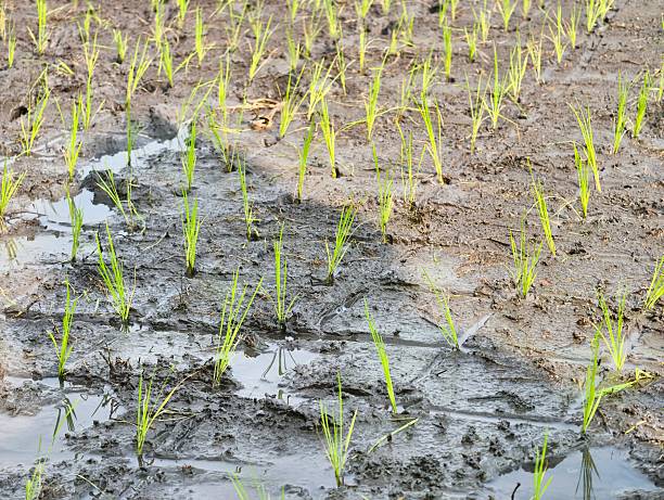 istock Young Rice Seedlings Growing in Muddy Field. 2237543160