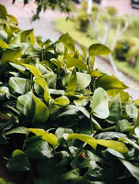 istock Lush Green Pothos Plant Leaves Close-up. 2237543163