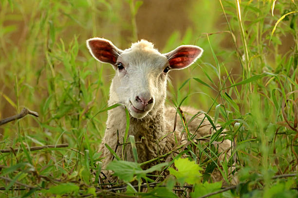 A close-up of a ram eating hay, behind a white fence.