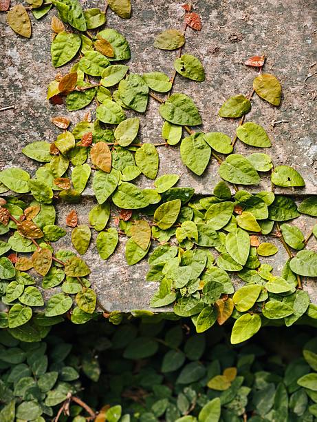Green Creeper Plant Growing on Textured Stone Wall.