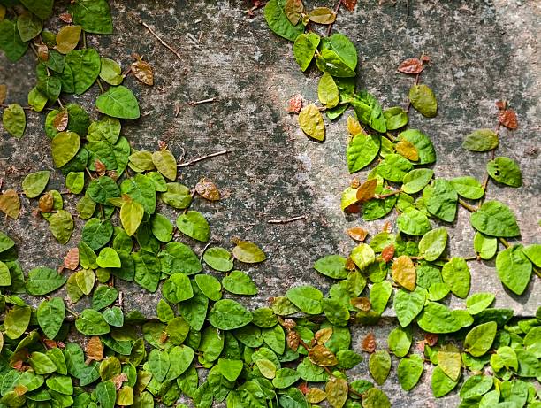 istock Green Creeping Fig Vines on Textured Concrete Wall. 2237544757