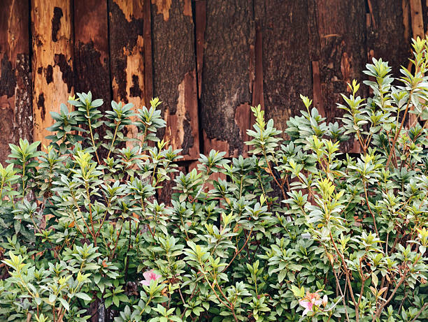 Textured rustic wooden wall juxtaposed with vibrant green leafy plants, creating a natural and organic backdrop.